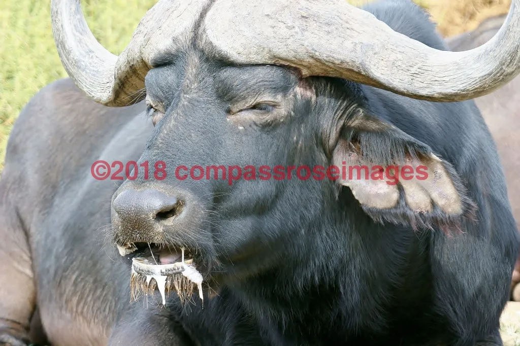 Buffalo, African 4-Canvas