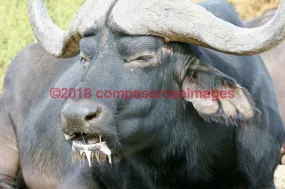 Buffalo, African 4-Canvas