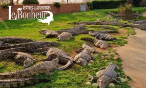 Family Combo Tour for 2 Adults & 2 Kids