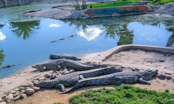 Family Combo Tour for 2 Adults & 2 Kids