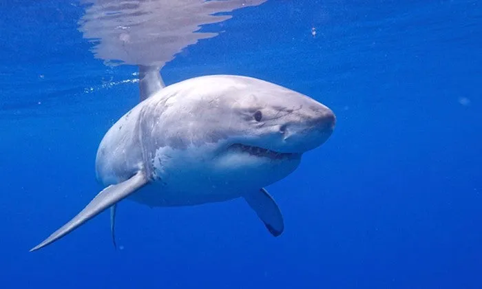 Shark Cage Diving Experience with Shark Divers