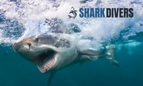 Shark Cage Diving Experience with Shark Divers
