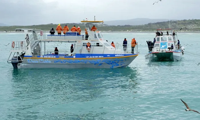 Shark Cage Diving Experience with Shark Divers