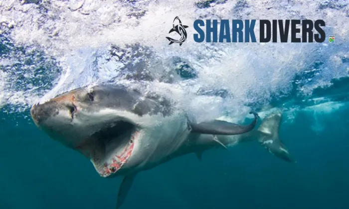 Shark Cage Diving Experience with Shark Divers