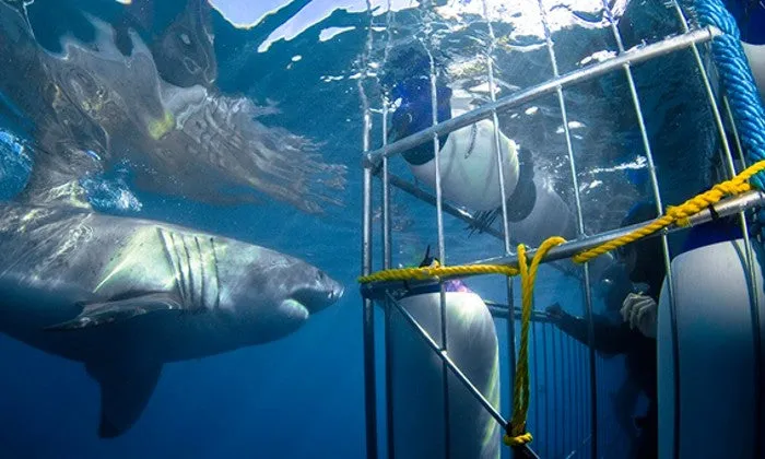 Shark Cage Diving Experience with Shark Divers
