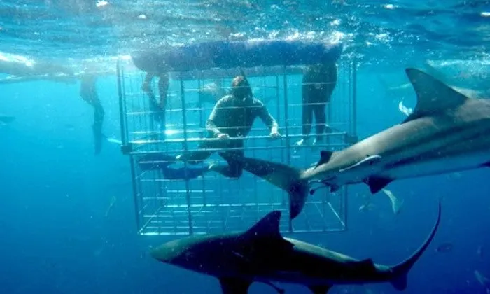 Shark Cage Diving Experience with Shark Divers