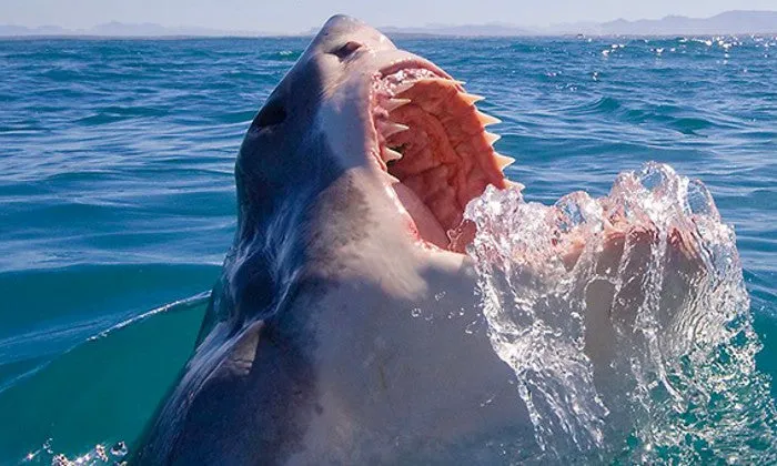 Shark Cage Diving Experience with Shark Divers